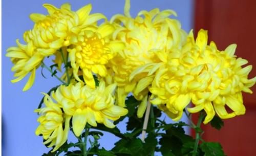 免疫力|想長壽要會吃，3種食物不可少，排毒養顏，提高免疫力！