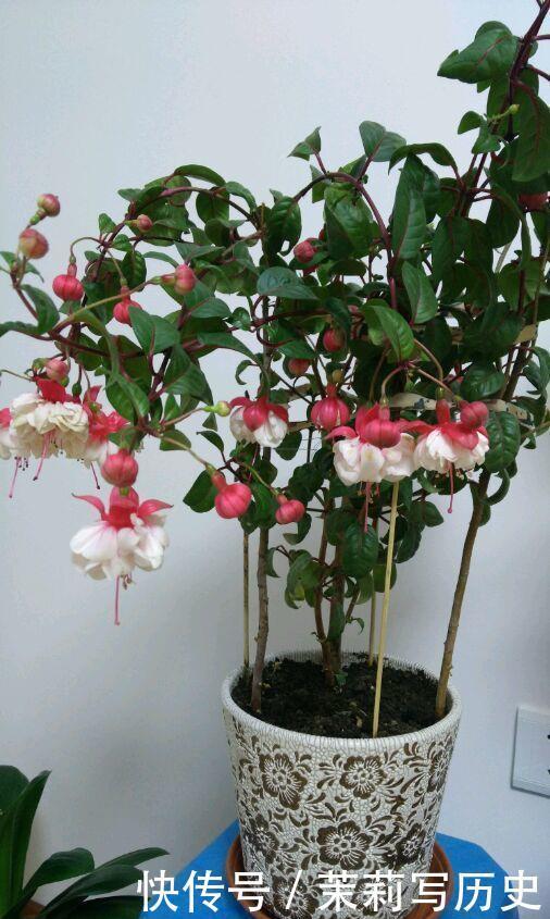 4种花“很爱开花”,一养就“花开满盆”,给点水就疯长
