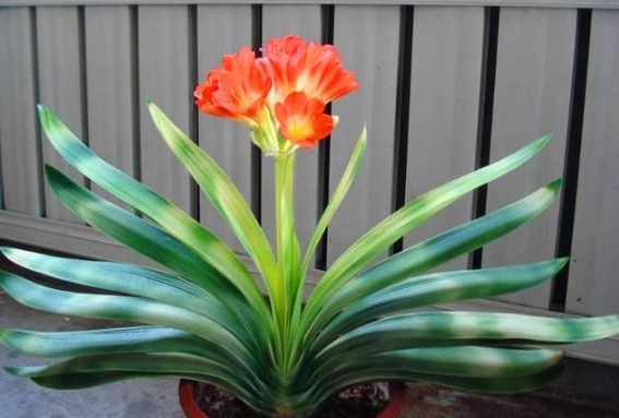 葡萄酒|秋天养君子兰,5件事越早做越好,叶片整齐油绿光亮,冬天开爆盆