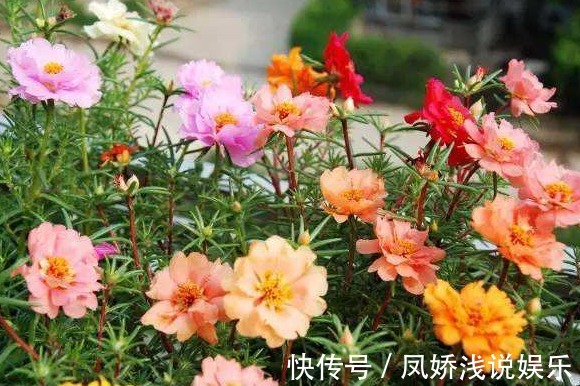 这“3种”花爱开花,阳台养几盆,开成小花海,邻居看了羡慕不已