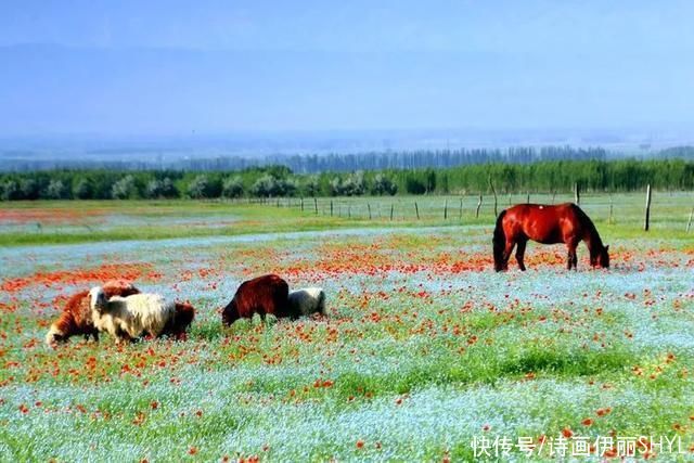 5月伊犁的草原山花烂漫，天山红花无疑是其中最靓丽的一道风景