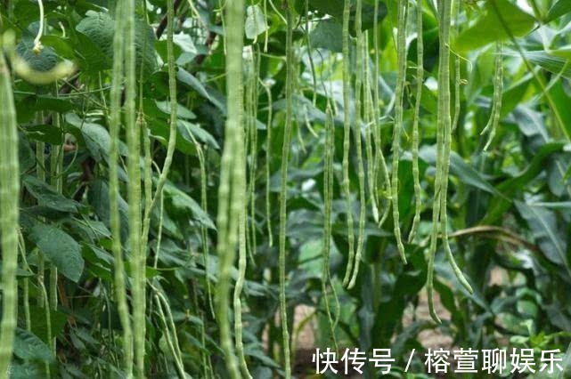 桌吃|一结就一串串，2根可以炒一盘，一个花盆种出来，45天上桌吃