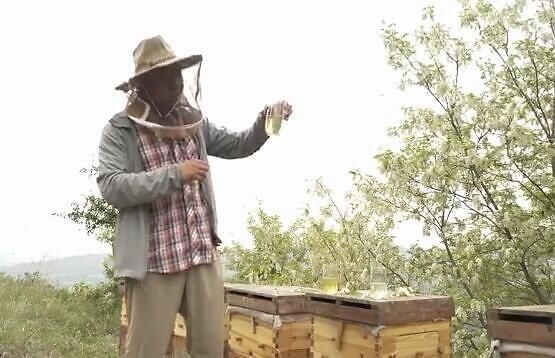 田野牧蜂|蛋糕里加蜂蜜口感有什么不同蛋糕加蜂蜜有什么作用