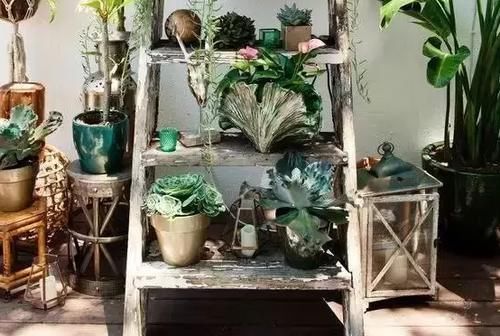 家里空间小，养花学着这么“省地”，再多盆栽都放得下