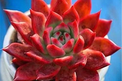  出状态|2020年多肉界的“4大天王”，冰玉王者归来，美杏锦独领风骚