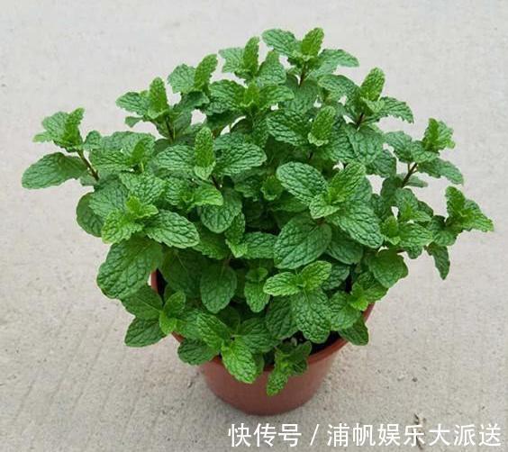 卫生间闻着臭臭的该怎么办盆栽它们,教你告别消毒水、清新剂