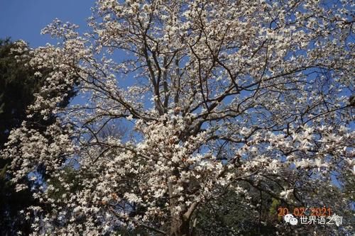 老年|花红柳绿春意闹 游人踏青赏花忙