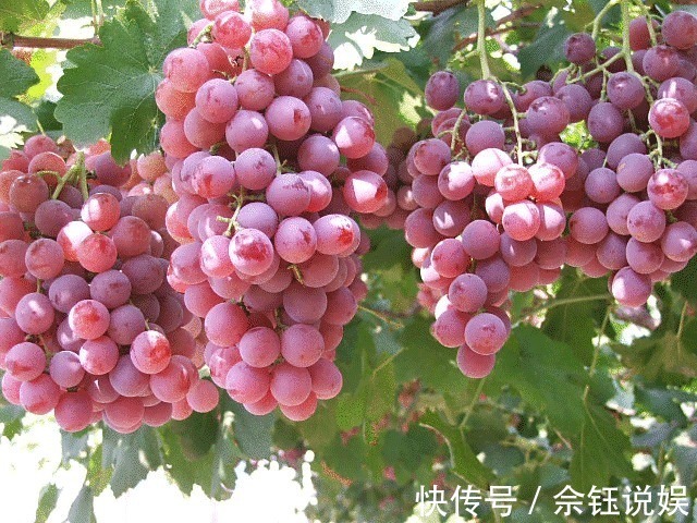 葡萄别只会加盐清洗!多加一步骤,虫卵自动溜走,吃着更放心