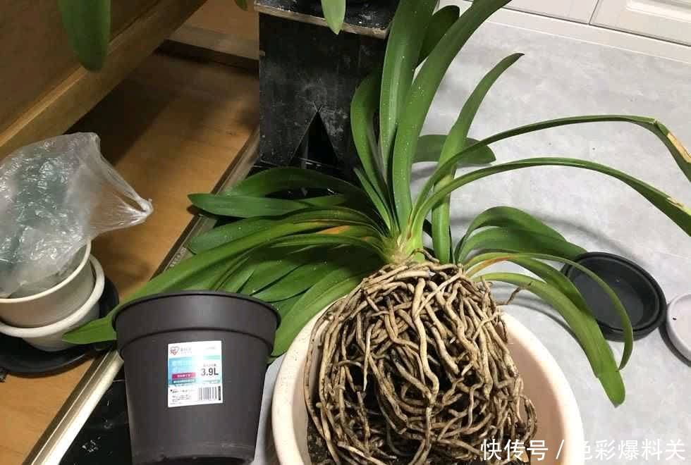 这样养“君子兰”,叶子更多更大更油绿,花朵红似火