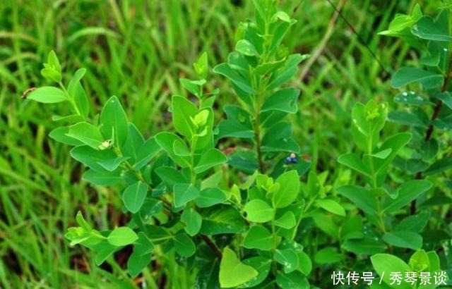 常见|这种野草很常见，皇帝给它取名“紫金鞭”，但是很多人却不敢碰它