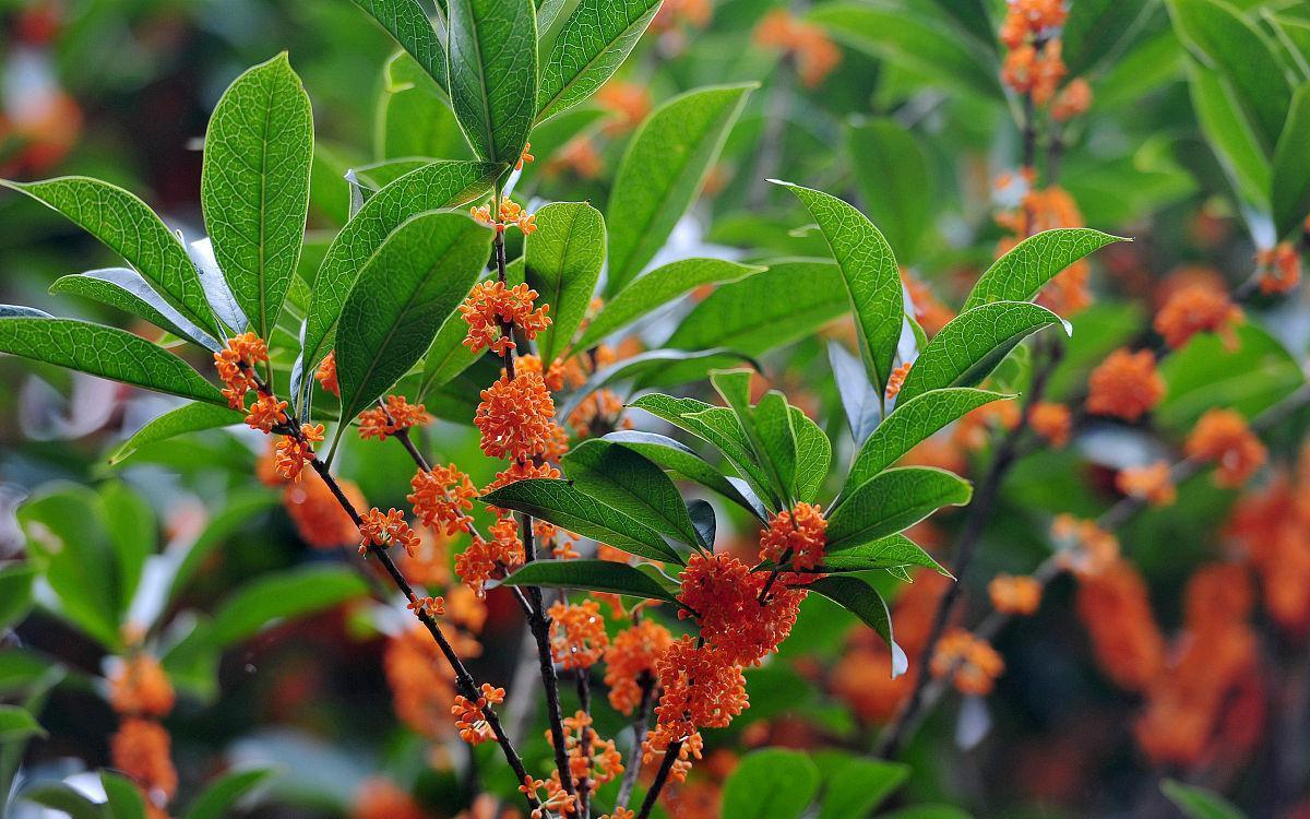 桂花树不开花,找对原因巧改善,开花又多又香不会难