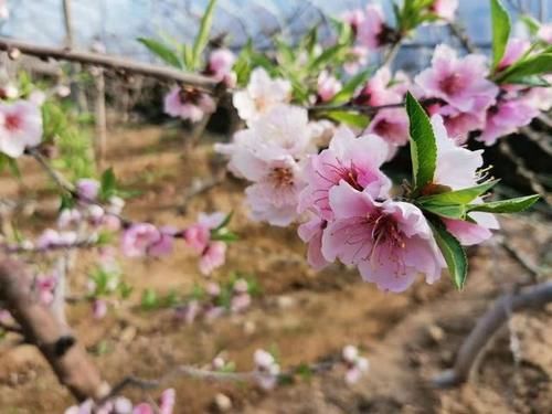 新春走基层:近郊游玩受欢迎