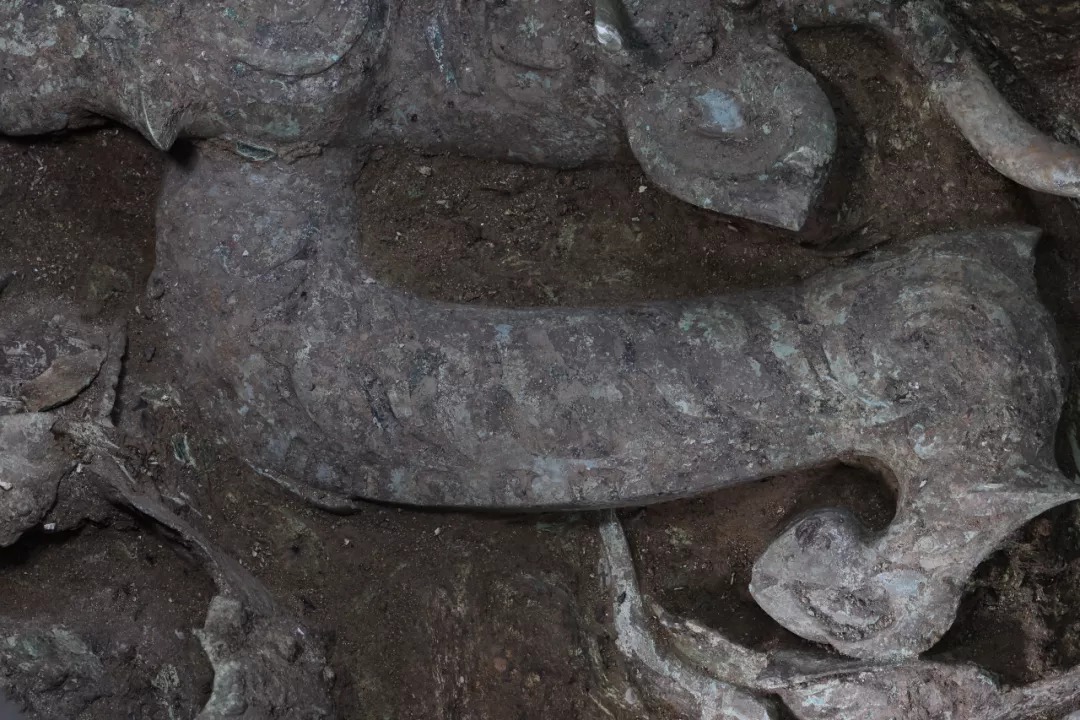 新发现|前所未见!这里有新发现!