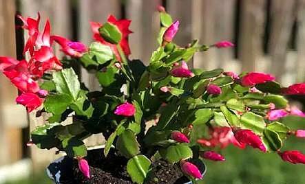 养好蟹爪兰，“1点”很关键，“浇水”不发愁，叶片肥厚开满花