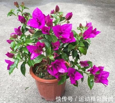 冬天了，3种花狠心剪几刀，来年枝叶疯长，开花一茬接一茬