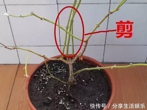 养茉莉花、栀子花,做到“4个多”,2年长成“小树”,开花更多!
