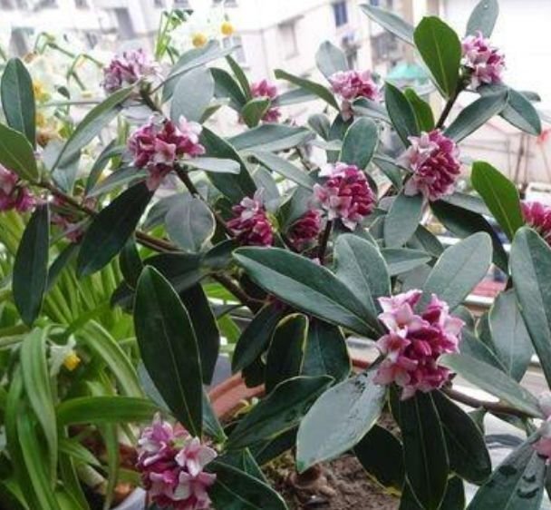 开花最香的4种花，家里养一盆，看了就让人沉醉，年年开花不断