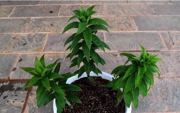 这种花,1颗“球”种满一花盆,有水就活,一开花就成团,香满屋