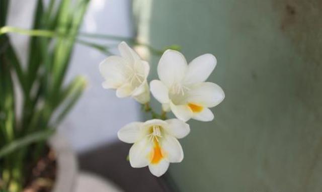 养花就养盆量大的,开花漂亮颜色鲜艳,家里养一盆,养出一片花海