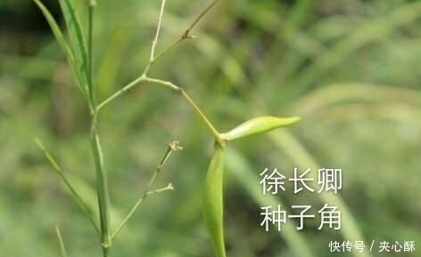 治疗|农村一种野草,蛇见到掉头,药用价值高,治疗牙痛有奇效,了解下