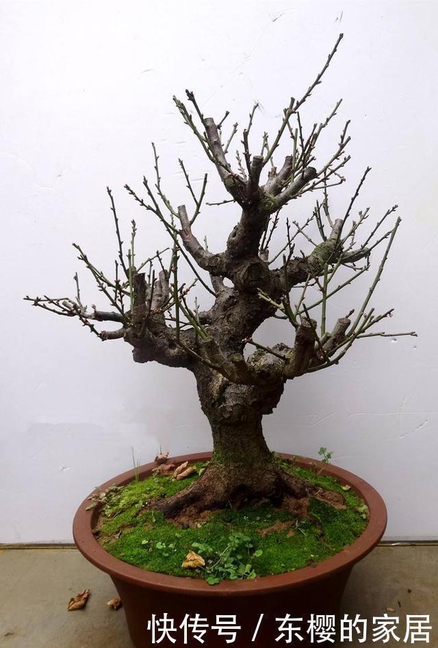 生根|盆景老桩上盆后不发新芽、不生长之我见