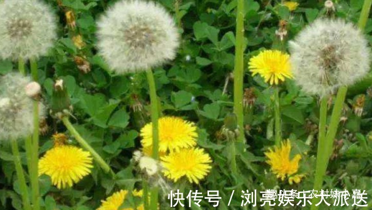 子宫|女人常用此物泡水喝,皮肤细腻,子宫越来越干净,远离妇科炎症