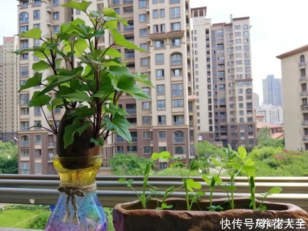 人参萝卜开花了,我种的花,都是这么奇奇怪怪