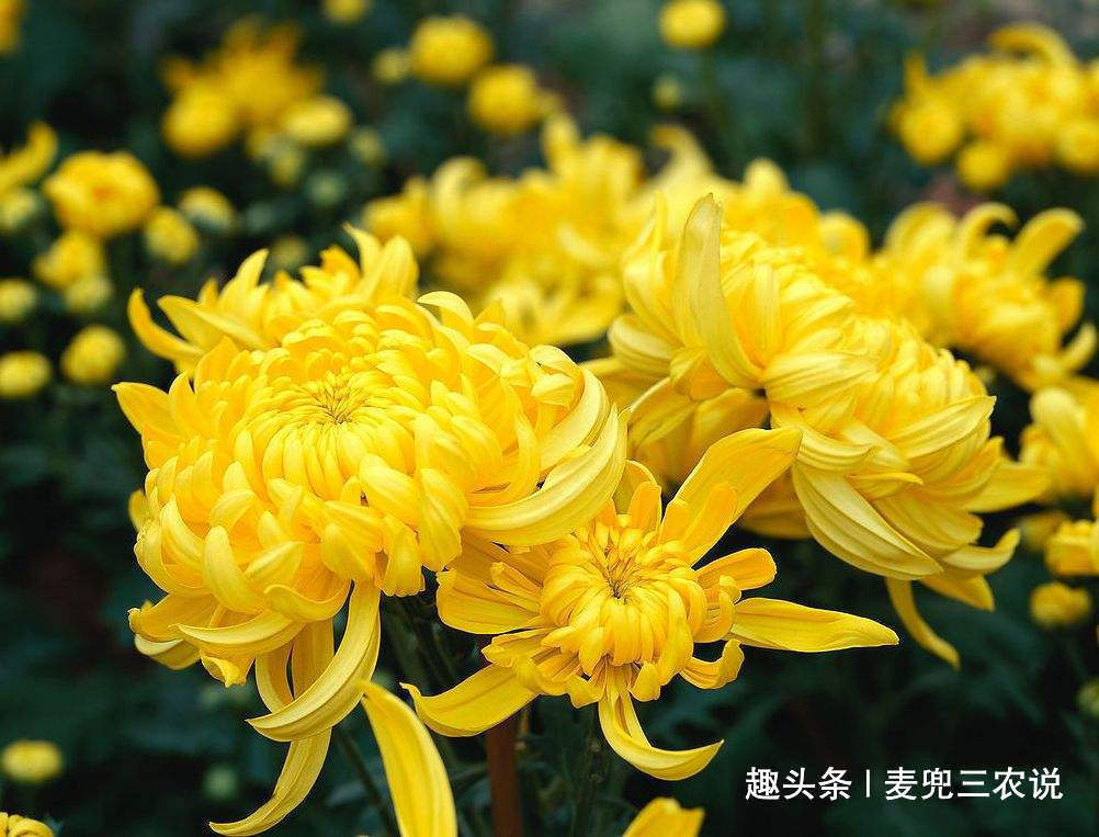 菊花茶|泡菊花时加一宝,清肠排毒,肝好了,视力好了,给身体来个大扫除