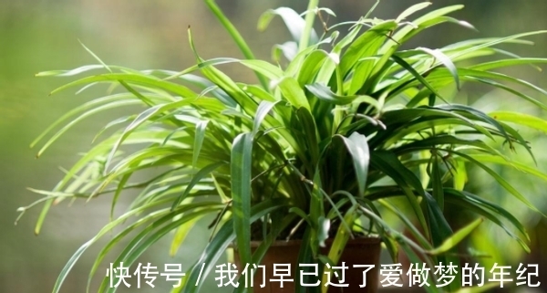 花肥|如何预防盆栽土“抱团”的问题?从这3个原因着手就够了