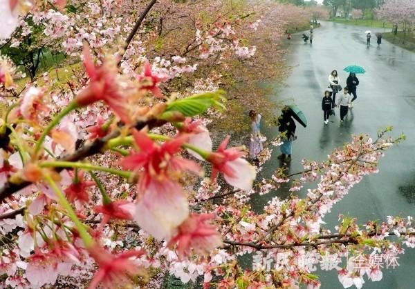 细雨润樱花 雨后景更美