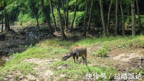 竹子味|因改名爆火的景点！首座高空窄底峡谷索桥来了，还坐拥万亩竹海！