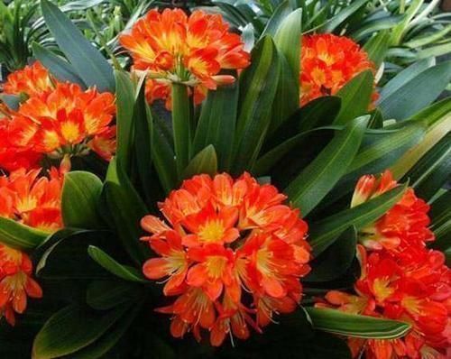 君子兰|君子兰就是个老酒鬼,一周喝两次,叶片绿油油,挺拔如折扇