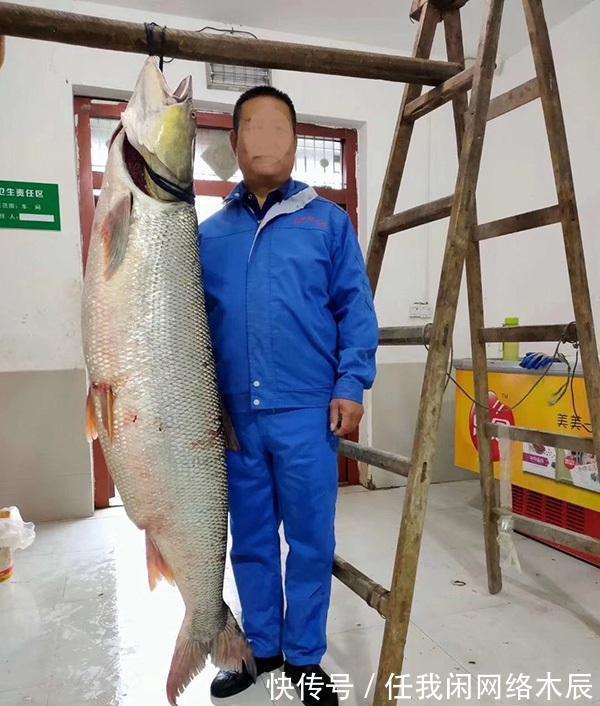 江苏小伙阳澄湖钓起40斤水老虎,拖到工地加餐,不放生为湖除害