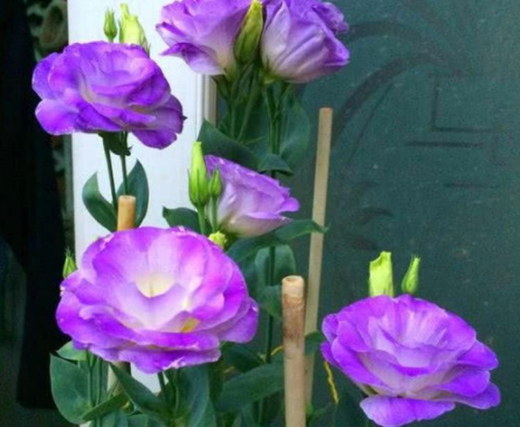 阳台养这款花，丢土里就能活，花开繁盛，花苞如绣球，香飘满屋