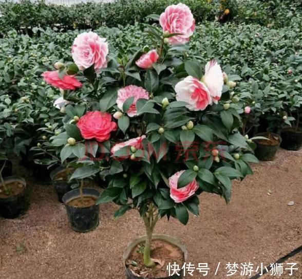 新手|新手养茶花,秋冬季节做好“2件事”,花量大开花久,忒美了