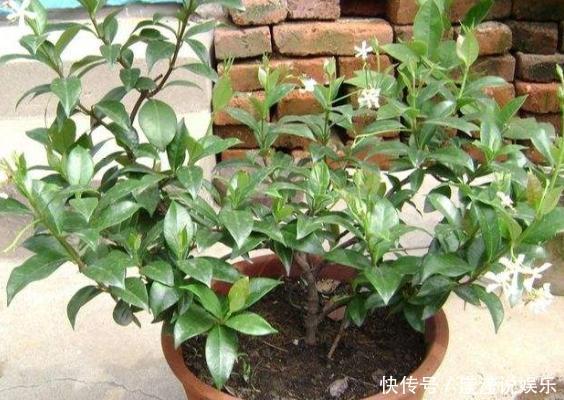 立春前后给植物换盆,抓牢这3细节,后期才能够快速服盆