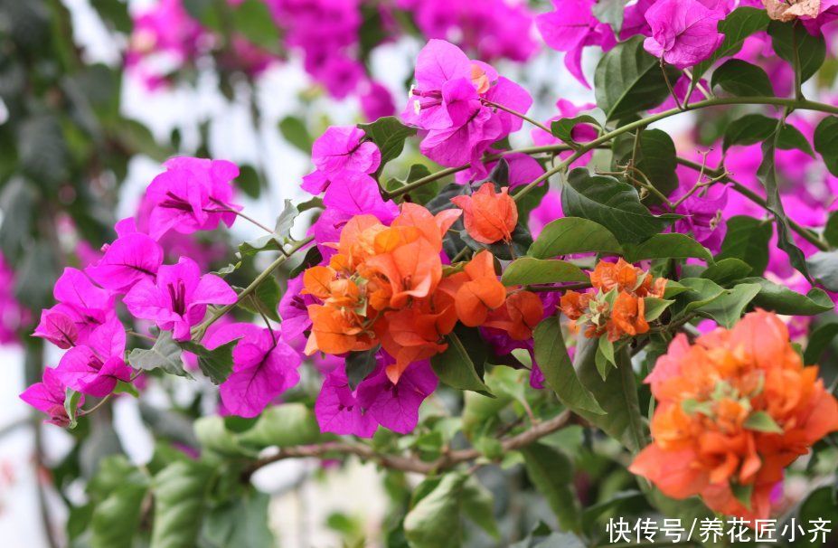 三角梅想要开花多，“高手”都会准备3种肥，再多就是浪费