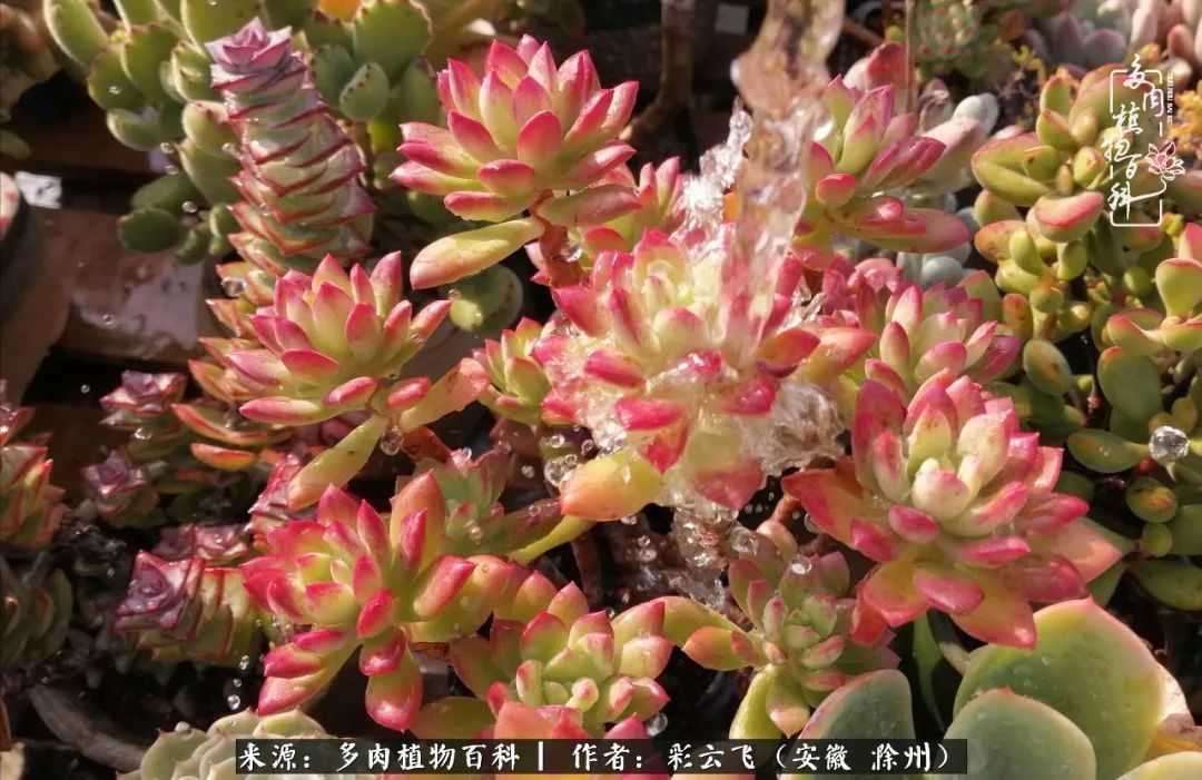 浇水后的多肉,照片秒变“照骗”!却被“骗”得很开心!