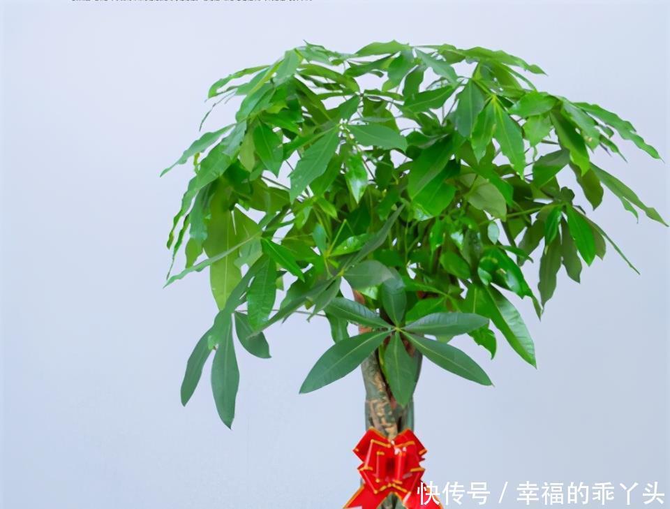 冬季管理发财树,喷1种水,冬天也能油绿茂盛!