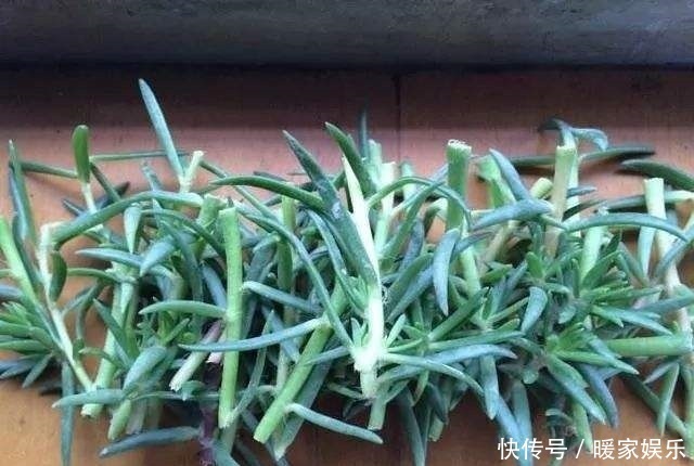 金枝玉叶又能派上“大用场”,嫁接几根太阳花,变成老桩“花柱”