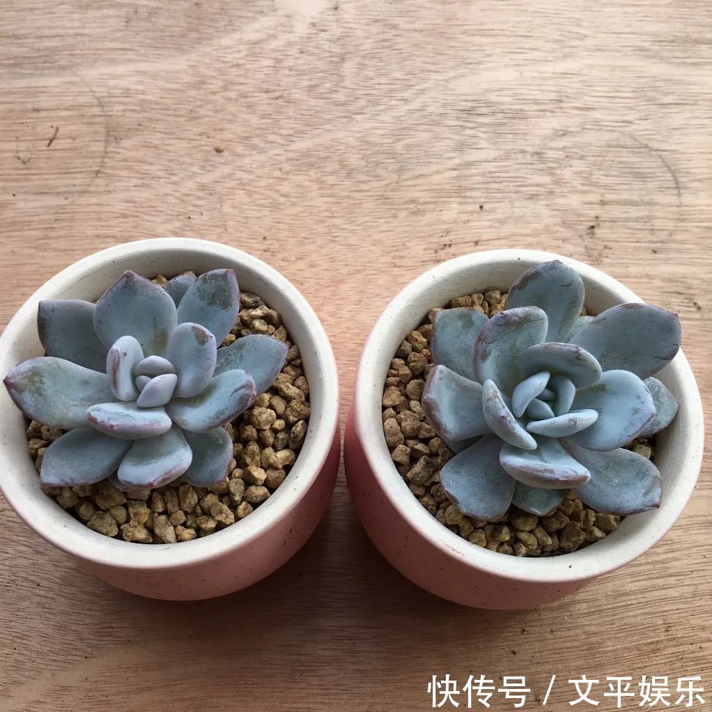 一组逆袭成功的多肉给它时间，它就会给你好看！