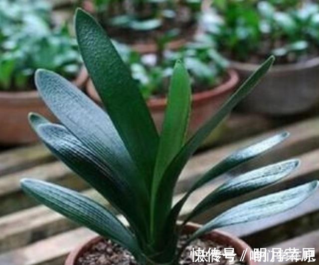 家家|这些食物,每个月给君子兰“喂”一点,叶片绿,根系壮!