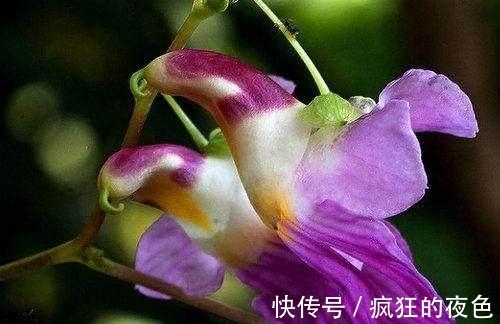 世界上最稀有的花朵,有的臭气熏天,还有一个仅剩两朵