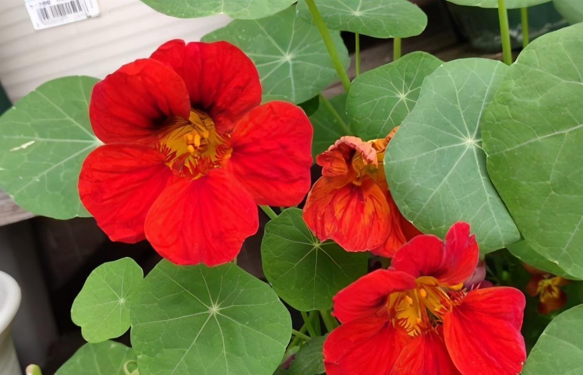 花儿|阳台养花可以养它，皮实好养很勤花，美丽一个秋天，花色也很绝