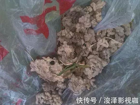 羊粪|路边捡来4种小东西,丢在盆底,一年不用施肥,也不怕烂根!