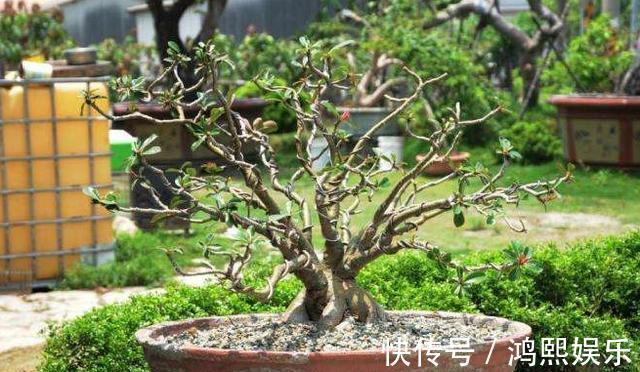 小齐|沙漠玫瑰叶子掉光了怎么办从3点入手，让它快速长叶开满花