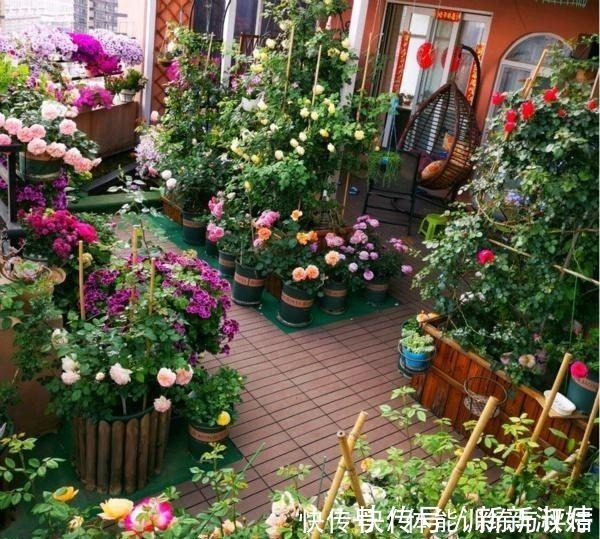 奥斯汀|他痴迷养花，露台养了100多盆花，盆盆美爆，惊艳全小区！