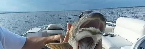 小伙钓鱼，鱼钩一沉以为是个大家伙，拉起钩来却从来没见过