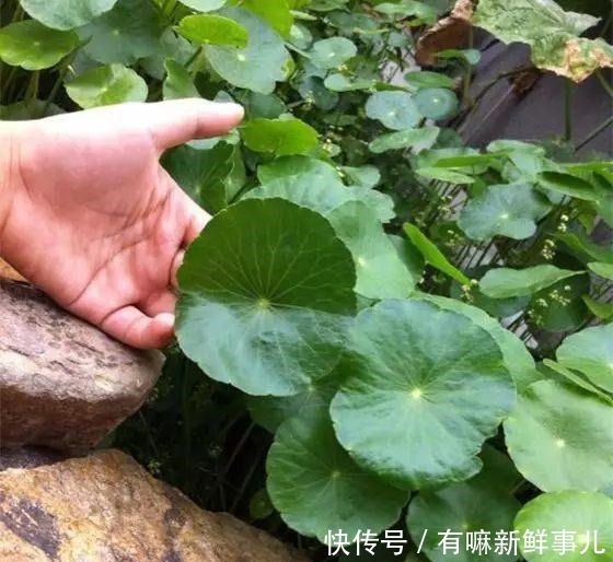 4种富贵花,再不漂亮也要养一盆,个个吉祥,空气一级棒!