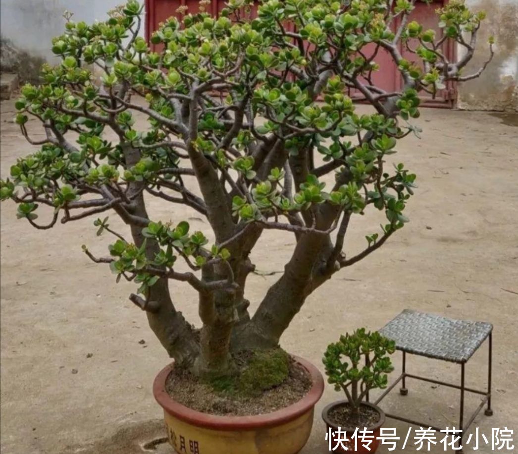 植物|玉树有“3怕2喜”，做好这几点，养成漂亮的盆景